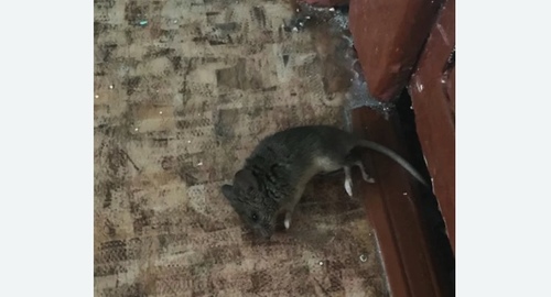 Дезинфекция от мышей в Каргате