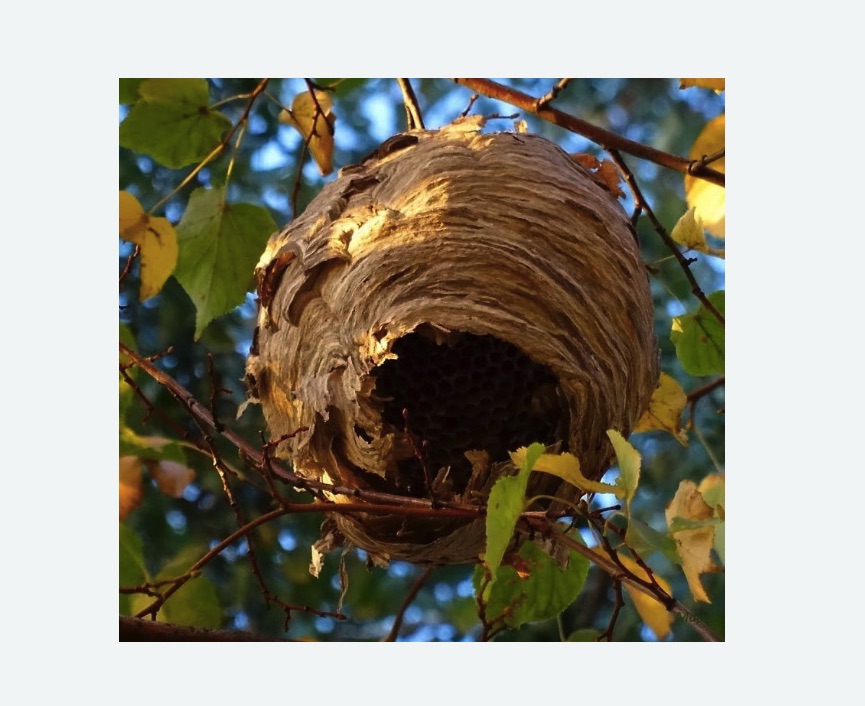 Обработка от шершней в Каргате