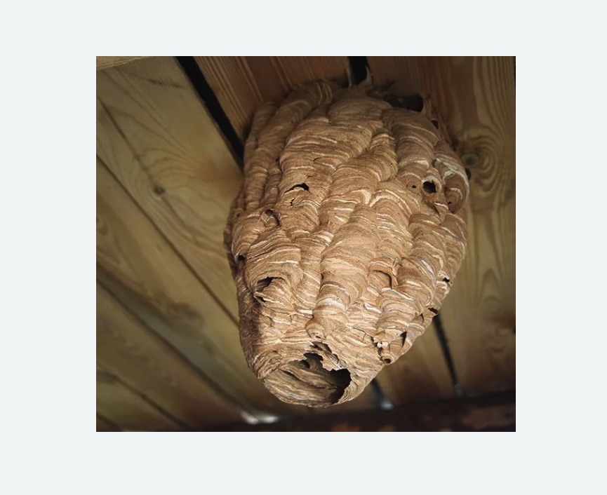 обработка от шершней в Каргате