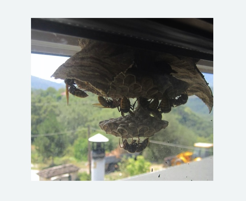 Уничтожение гнёзд шершней в Каргате