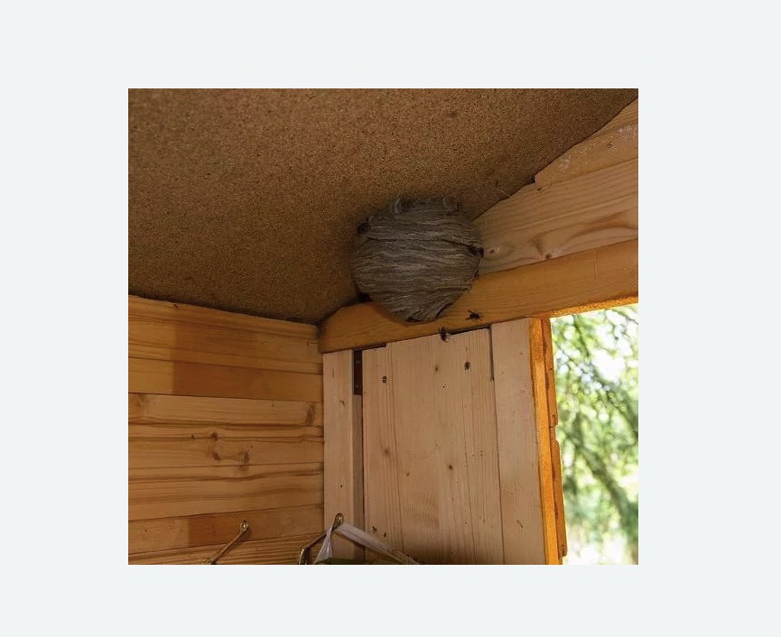 Обработка от ос в Каргате Обработка от ос