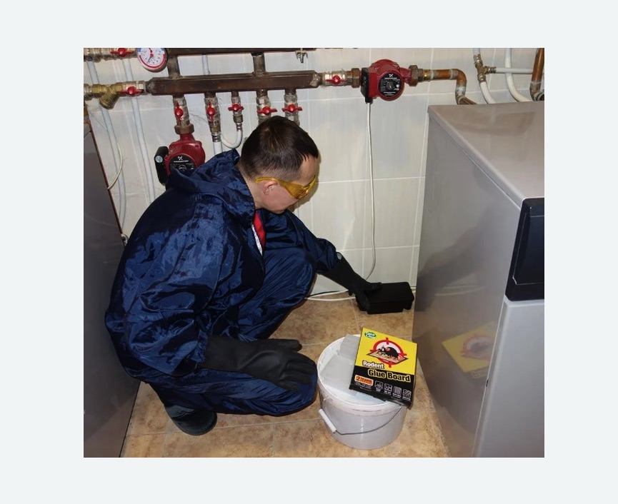 Уничтожение крыс Уничтожение крыс в Каргате