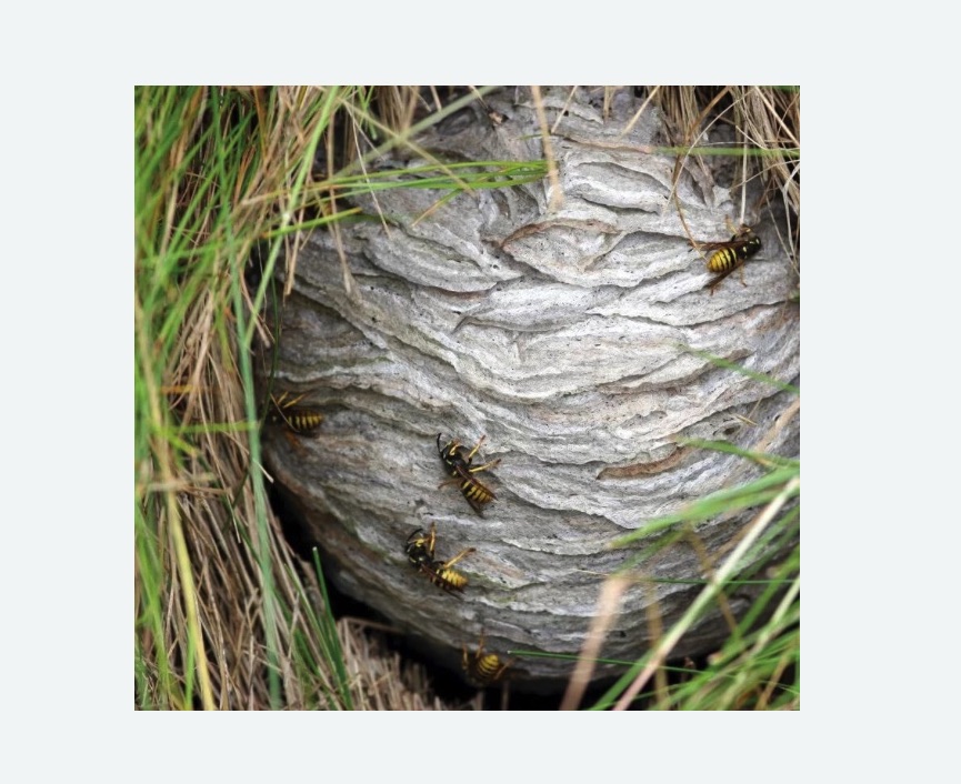 Уничтожение ос и ульев Уничтожение ос и ульев в Каргате